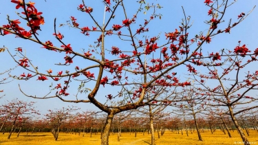 বসন্তের বাসন্তী সাজে সেজেছে শিমূল বাগান