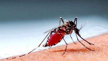 রাজধানীর বাইরেও ছড়াচ্ছে ডেঙ্গু