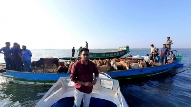 টাংগুয়ার হাওরে ৩৯ টি ভারতীয় গরু আটক