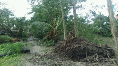 সুন্দরবন বুলবুলের আঘাতে লণ্ডভণ্ড