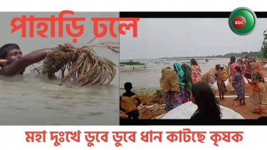 হাওরে ডুবে যাওয়া ধান ডুবে ডুবে আটি টেনে সংগ্রহ করছে কৃষক