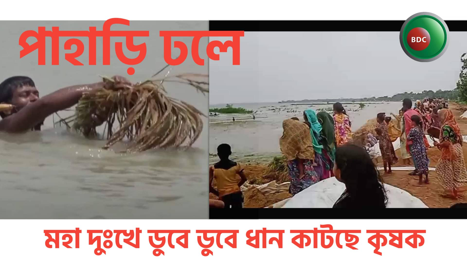 ডুবে ডুবে ধানের আটি  সংগ্রহ করছে কৃষক