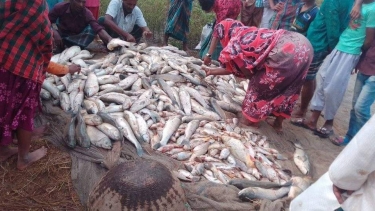 মধ্যনগরে পুকুরে বিষ প্রয়োগ করে মাছ নিধন