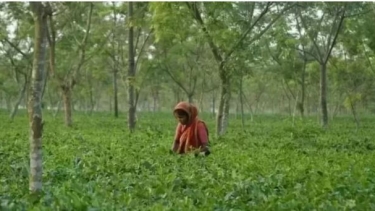 বাংলাদেশে চা উৎপাদন বাড়লেও রপ্তানি কমছে