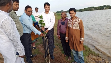 হাওরে বৃক্ষ রোপন করলেন জেলা প্রশাসক