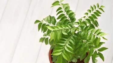 বাড়ির আঙ্গিনাতেই আছে ওজন কমানোর উপায়