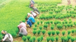 কৃষকরা তীব্র শীতে ধানের চারা রোপণ করতে পারছেন না