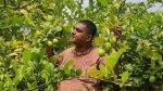 লেবুর গ্রাম এনায়েতপুর