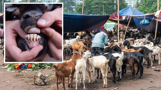 পাকিস্তানে প্লাস্টিকের দাঁত লাগিয়ে কোরবানির ছাগল বিক্রয় করার চেস্টা