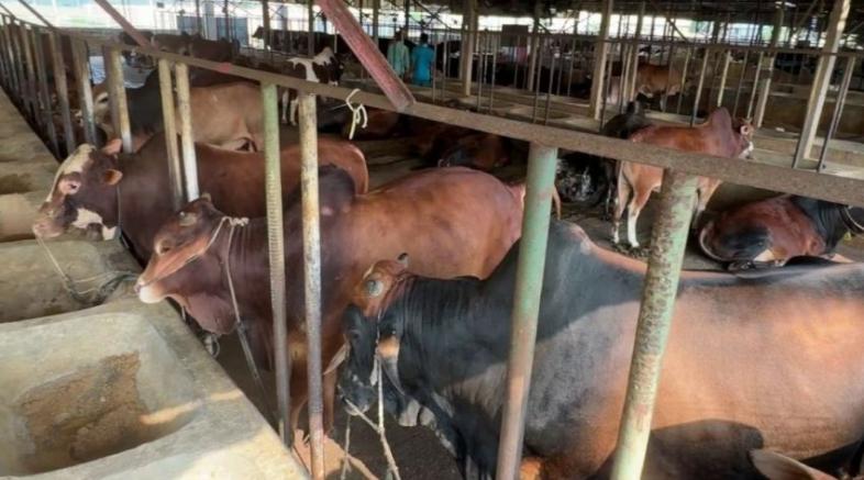 সরকার কোরবানির পশুর চামড়ার মূল্য নির্ধারণ করে দিয়েছে