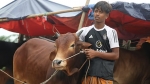 বাবার লাশ দাফন করে আরিফুল কোরবানির হাটে