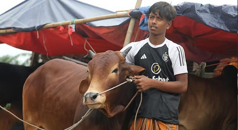 বাবার লাশ দাফন করে আরিফুল কোরবানির হাটে