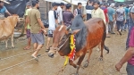 পশুর হাটে ভিড়, দামে মিলছে না বড় গরু
