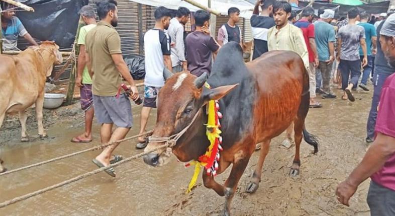 পশুর হাটে ভিড়, দামে মিলছে না বড় গরু