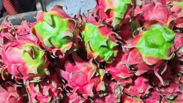 ঝিনাইদহ জেলায় সোয়া দুই হাজার ড্রাগনচাষি