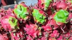 ঝিনাইদহ জেলায় সোয়া দুই হাজার ড্রাগনচাষি