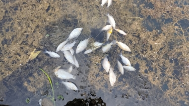 মধ্যনগরে জলমহালে বিষ প্রয়োগে ২ লাখ টাকার মাছ নিধন